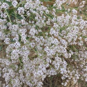 Meet your Posher, Disney